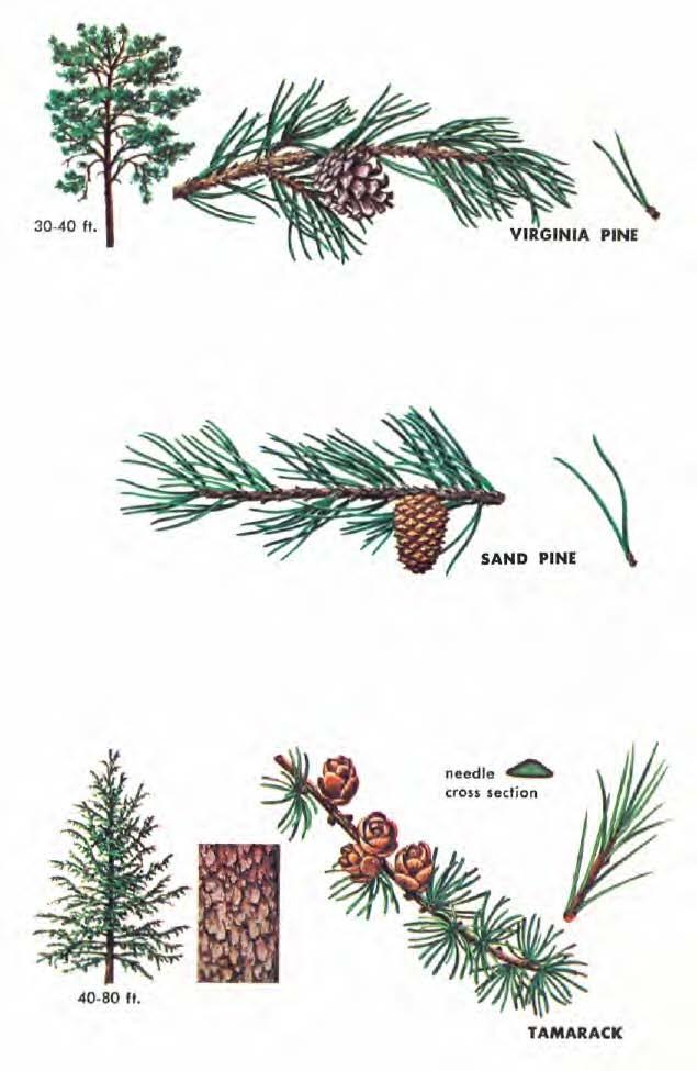 VIRGINIA PINE (Pinus virginiana) needles are 1. 5-3 inches long, stout, gray-green, marked with many fine whitish lines (of stomata), and in bundles of 2.