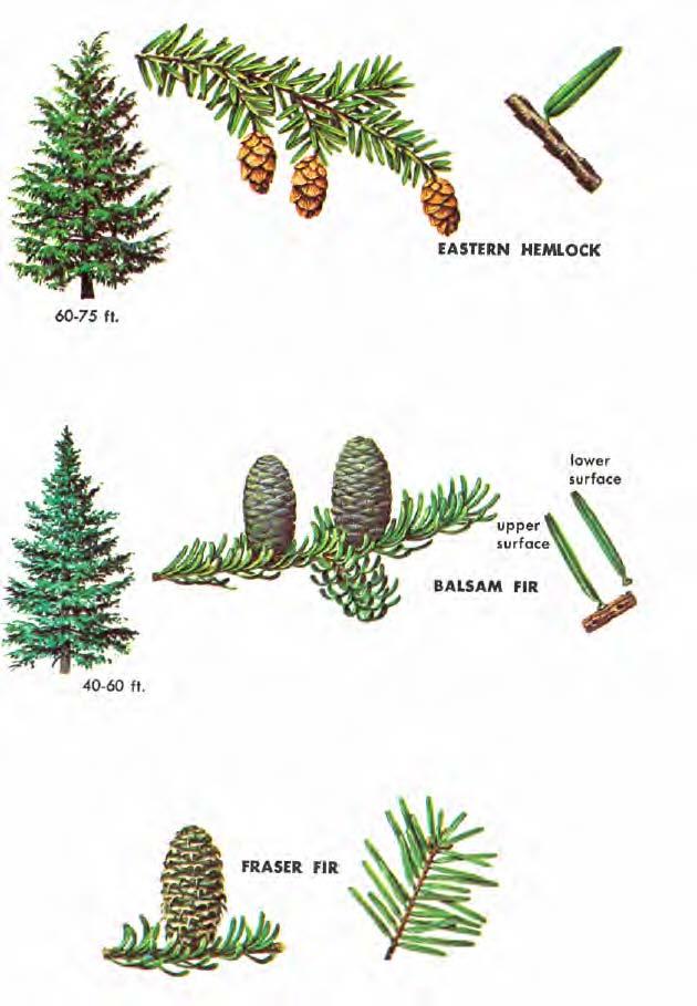 EASTERN HEMLOCK (Tsuga canadensis) is a graceful, lacy-foliaged tree of the cool moist forests.