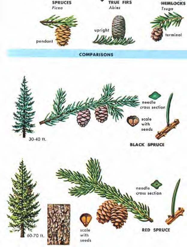 They are borne on peg-like stalks which remain on older twigs. Spruce cones hang downward from the branches.