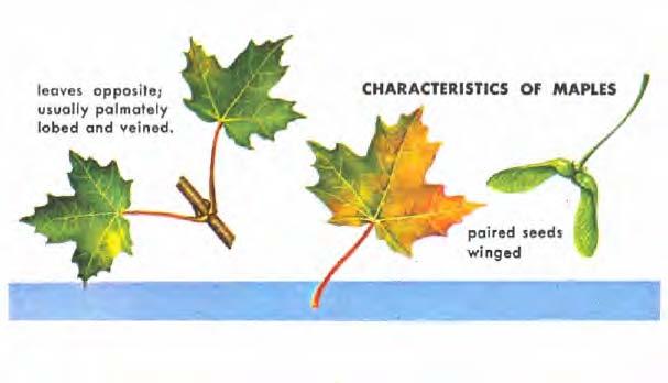 MAPLES (Acer) Five of the thirteen species of maple native to the United States are important timber trees. Worldwide, there are 115 species of maples (Acer), some of which are shrubs.