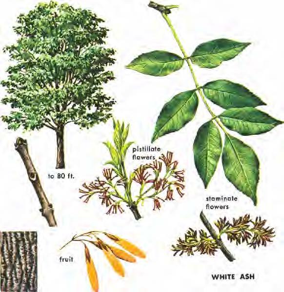 All species of ash have opposite, odd-pinnately compound leaves ( with single terminal leaflets), each leaf having 3-11 leaflets that usually have toothed margins. Leaves are deciduous.