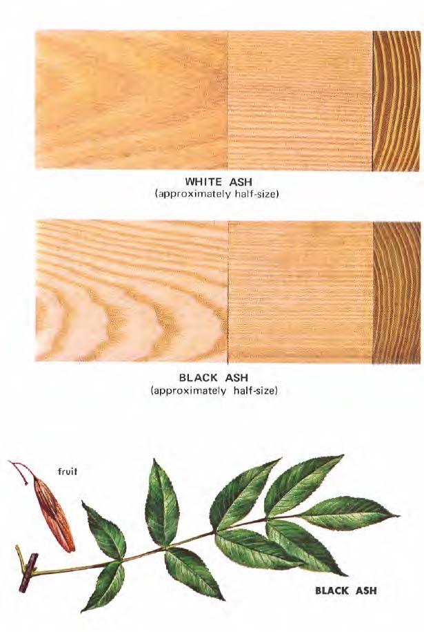 The wood stays smooth under constant rubbing. White ash is sometimes confused with hickory, but the two woods are quite easily distinguished.