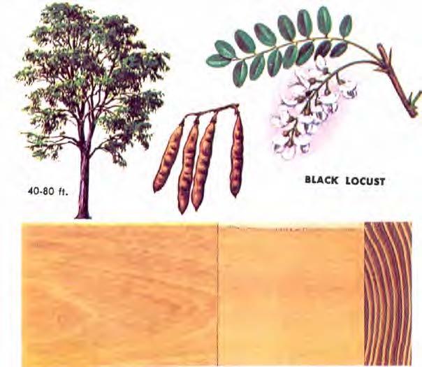 BLACK LOCUST (Robinia pseudoacacia) leaves are 8-14 inches long, each one being made up of 7-19 oval leaflets alternate on both sides of the long, slender stem. Margins of leaflets are smooth.