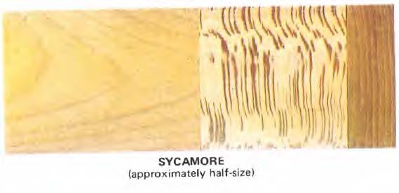 THE WOOD OF SYCAMORE Properties Sycamore is close-textured and has an interlocking grain. It is classed as moderate in heaviness, hardness, strength, stiffness, and shock resistance.