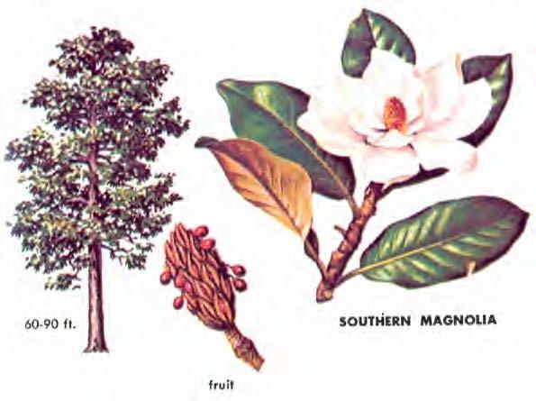 SOUTHERN MAGNOLIA (Magnolia grandiflora) is an evergreen tree often planted as an ornamental in southern coastal states.