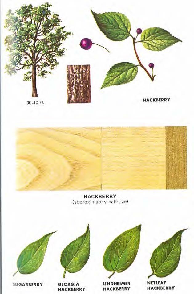 Hackberry is widely distributed in eastern United States and adapts to a variety of sites and climates. It is principally a bottomland tree, growing best on valley soils.