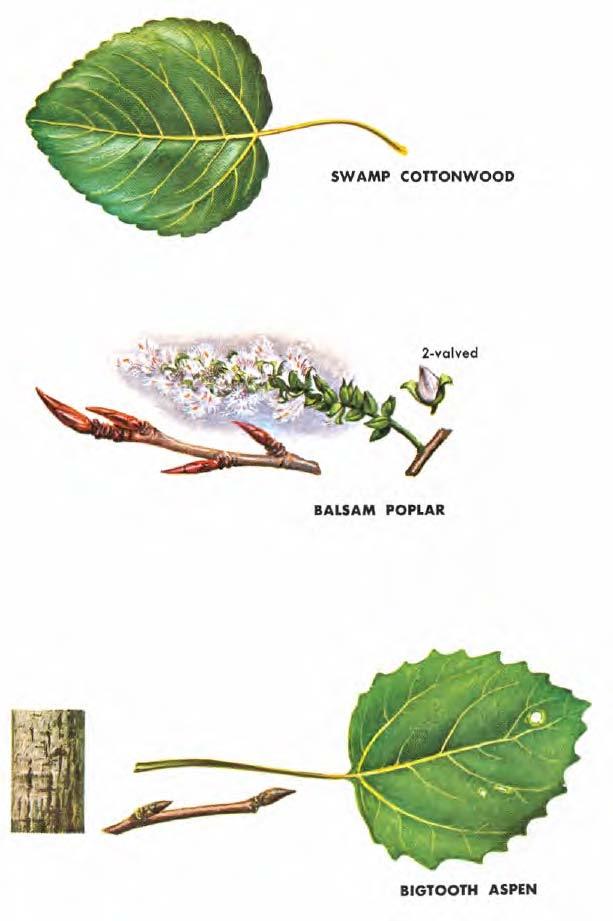 SWAMP COTTONWOOD (Populusheterophylla) is well named since it inhabits very wet bottomlands and sloughs; it is very abundant and of the largest size in the valleys of lower Ohio, southeastern