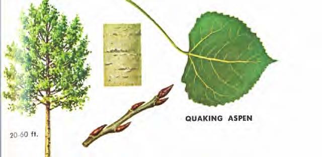 QUAKING ASPEN (Populus tremuloides) is the most widely distributed tree species in North America, although it is not a component of the southeastern forests below Virginia.