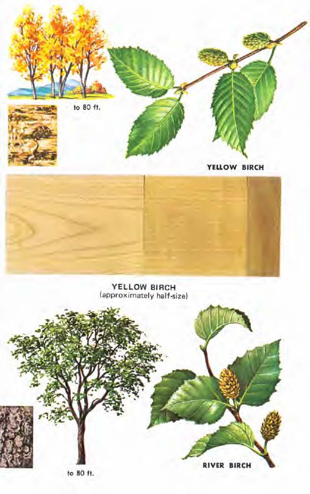 YELLOW BIRCH (Betula alleghaniensis) is named for its bark which has a yellowish-bronze color and peels into long, ragged, horizontal strips.