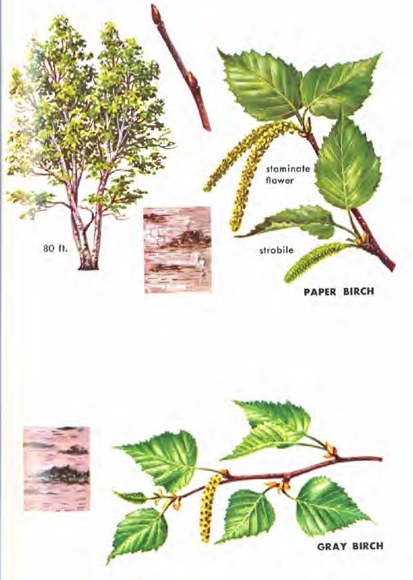 PAPER BIRCH (Betu la papyrifera) is a tree of the northern forests, where it is conspicuous for the white, papery bark on the trunks of mature trees.