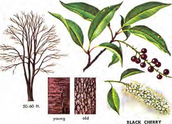 BLACK CHERRY (Prunus serotina) has deciduous leaves 2-6 inches long and 1 /2 to %-inch wide, narrowly-oval or oblong, and pointed. Leaf edges are finely-toothed with incurving teeth.