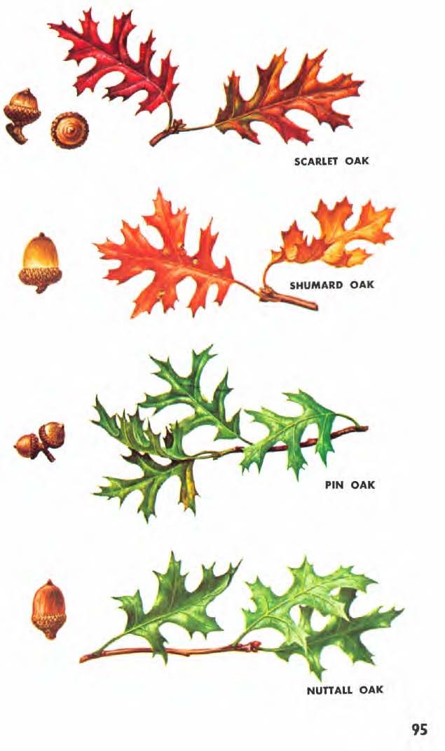 SCARLET OAK (Quercus coccinea) has leaves 5-8 inches long as does the northern red oak.