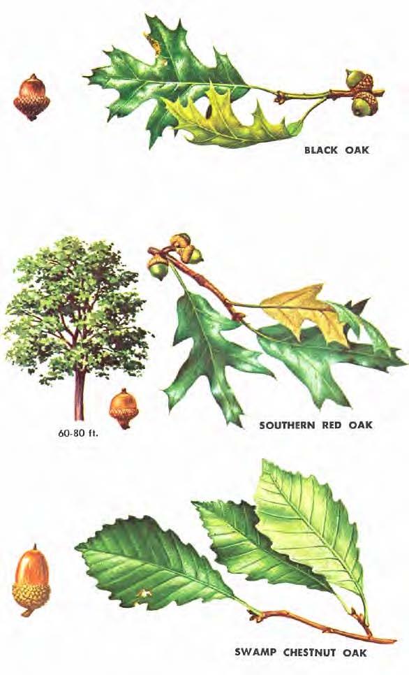 BLACK OAK (Quercus velutina) is one of the commonest oaks of the dry gravelly uplands in eastern forests, often forming a large portion of the hardwood stands in the Appalachian foothills.