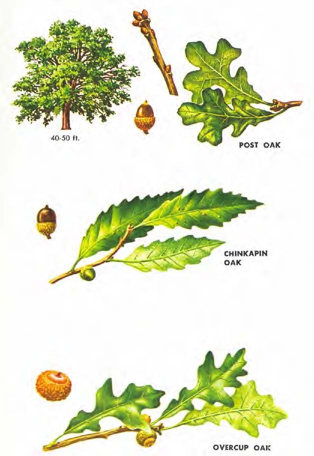 POST OAK (Quercus stellata) has deciduous leaves deeply divided into 5 lobes by broad sinuses. The central-lateral lobes are roughly squarish on the ends.