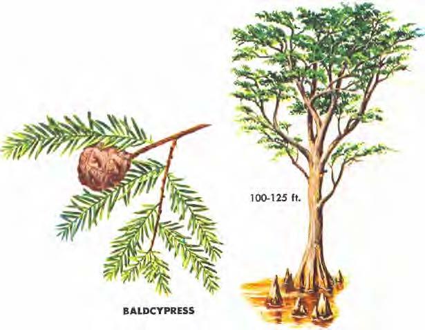 BALDCYPRESS (Taxodium distichum) is a tree most often associated with very watery sites such as swamps, often thriving where it stands in water several months of the year.