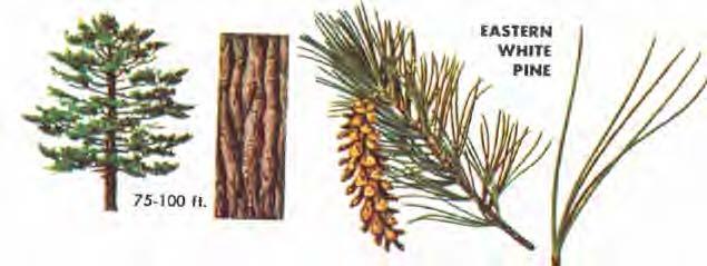 Pine trees usually have deeply furrowed bark, resinous wood, and an upright terminal axis which produces the annual growth in the form of a long shoot with one or more whorls of spreading branches.