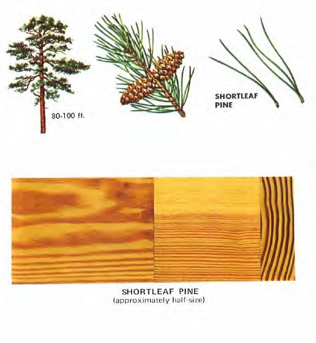 SHORTLEAF PINE (Pinus echinata) needles are 3-5 inches long, slender, flexible, dark green, in clusters of 2 or 3.