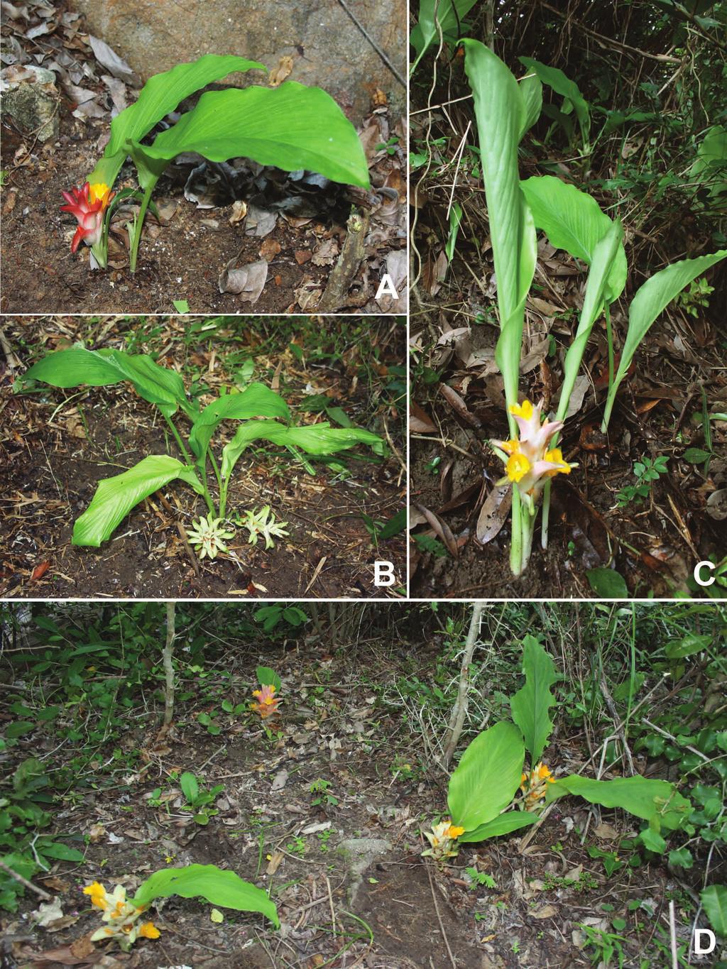 FIGURE 3. Curcuma sahuynhensis. A C. Plants with various degree of coloration of the bracts. D.