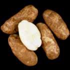 LTS Tubers Ranger Russet WA Late Harvest Tri-State Trial Comments Tubers: Oblong to long tubers. Good skin set; moderate eye depth.