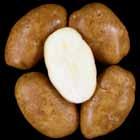 relatively dark, non-uniform. A2449-1 Tubers: Round to oblong tubers. Good skin set; shallow eyes.