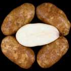 Reconditioned = light, uniform. A6862-14VR Tubers: Oblong to long tubers. Fair skin set; shallow eyes.