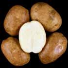 LTS Tubers A91-12TE WA Late Harvest Tri-State Trial Comments Tubers: Round to oblong tubers. Fair skin set; shallow eyes.