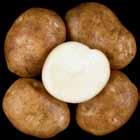 A91-14TE Tubers: Round to oblong tubers. Good skin set; shallow eyes.