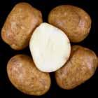 Reconditioned = light, non-uniform. A6862-18VR Tubers: Round to oblong tubers. Fair skin set; shallow eyes.