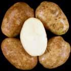 non-uniform; Reconditioned = light, uniform. A6914-3CR Tubers: Oblong tubers. Good skin set; moderate eye depth.