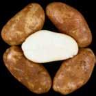 Reconditioned = light, uniform. AC539-2RU Tubers: Oblong tubers. Good skin set; shallow eyes.