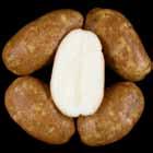 Reconditioned = light, nonuniform. CO5175-1RU Tubers: Oblong tubers. Good skin set; shallow eyes.