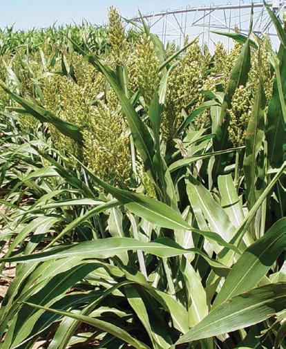 323x45 Silage / Dual-purpose Dual-Purpose Hybrid This is a dual-purpose hybrid that grows 6 to 7 feet tall. It produces a large panicle of red grain supported by a strong stalk.