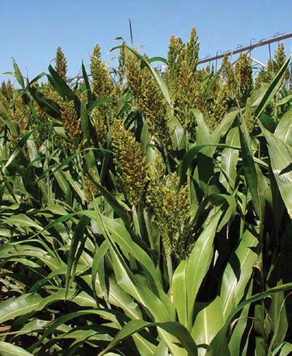 310x45 Silage / Dual-purpose High Grain Yield This hybrid produces a very high grain yield (5,000 to 7,000 kg/ha) on strong sturdy stems 1.75 to 2.0 meters tall.