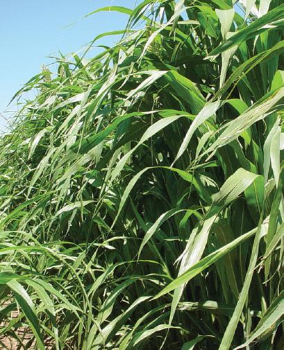 345x40 Direct Pasture Late Maturity for Higher Protein The late maturity (LM) concept produces hybrids (sorghum/ sudangrass) that are 20 to 30 days later than conventional sorghum/ sudan hybrids.