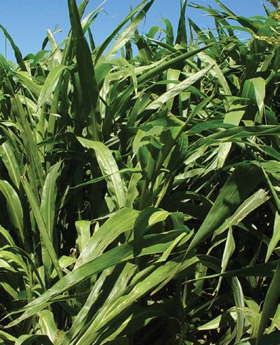 400x82 Direct Pasture All-in-One BMR Late Maturity Hybrid A second-generation BMR/LM sorghum/sudangrass hybrid that brings all the benefits of earlier versions along with red planting seed.