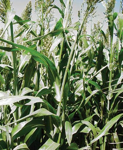 400x38 Direct Pasture BMR Super-Producer for Hay or Pasture This hybrid is a modified sorghum/sudangrass which offers flexibility to producers for direct pasture or hay production.