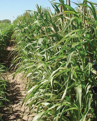 Graze King Direct Pasture Excellent Grazing and Haying This hybrid pearl millet has excellent grazing and haying potential.