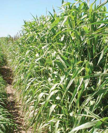 PM 508x5 Direct Pasture Late Maturity for Longer Harvest Window, Plus BMR PM 508x5 is a BMR Pearl Millet hybrid that offers great flexibility to producers.