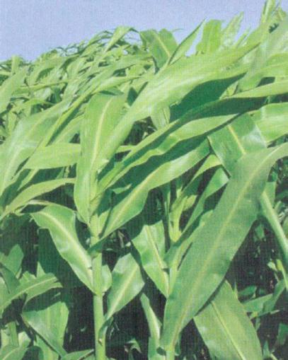 400x36 Silage BMR with Exceptional Sweetness This hybrid has exceptional sweetness and with it being brown midrib it is a cut above other full season forage sorghums.