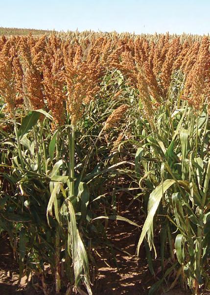 Sorghum when grown for its grain is among the most efficient crops in conversion of solar energy and use of water. Sorghum is known as a highenergy, drought tolerant crop.