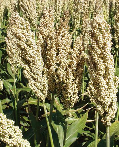 341x10 Food Quality Maturity Medium Food Quality, White Grain This hybrid is an excellent food quality grain producer.