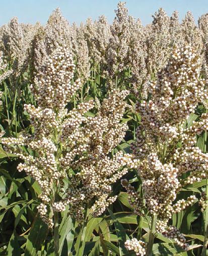 341x22 Non-tannin Maturity Medium Plant Early or Late This hybrid was developed as an alternative to the early red grain sorghum hybrids on the market.