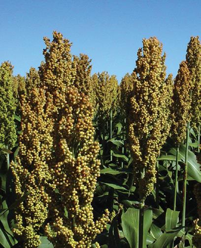 319x76 Maturity Non-tannin Medium / Full Bred for Limited Rainfall Areas This hybrid is medium maturing and fits well in both dryland and irrigated conditions.