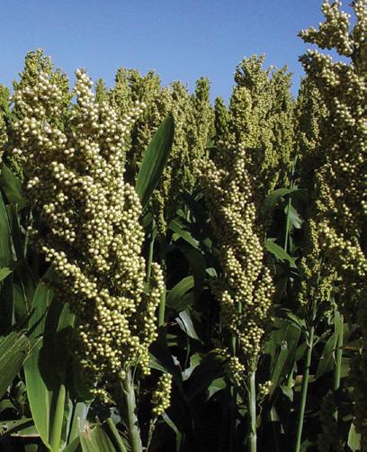 304x5 Food Quality Maturity Full Superior Yields and Food Quality A very high quality human food sorghum hybrid with exceptional drought tolerance and very high yield potential are the trademarks of