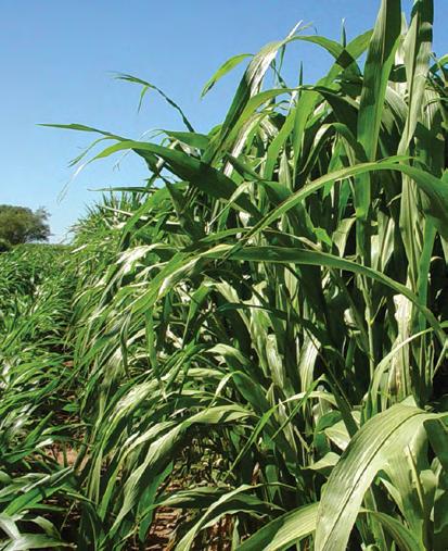 382x27 Silage / Direct Pasture High Producer A multi-leaf high tonnage hybrid forage sorghum used for silage, green chop, grazing and hay.