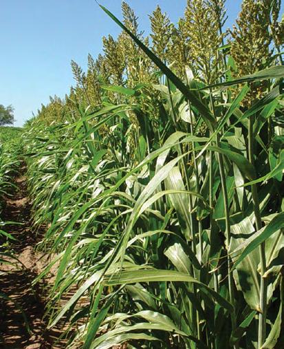 327x23 Silage BMR Increases Feed Values This forage sorghum hybrid BMR has a very sweet stem and exceptional green leaf retention. Large semi-compact panicles of white grain on 2.0 to 2.