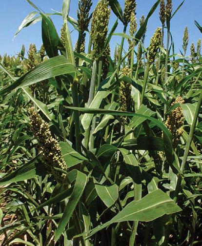 374x66 Silage High Quality Hay or Silage This hybrid is a standard in the forage sorghum industry. It has a sweet, juicy stem which will recover rapidly from harvest as direct pasture or haying.