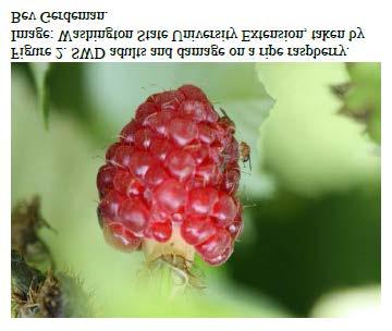 SWD Hosts: SWD, continues to be an insect pest problem for growers of soft-skinned fruit such as blackberry, blueberry, cherry (sweet and tart), raspberry (black and red), and strawberry (see