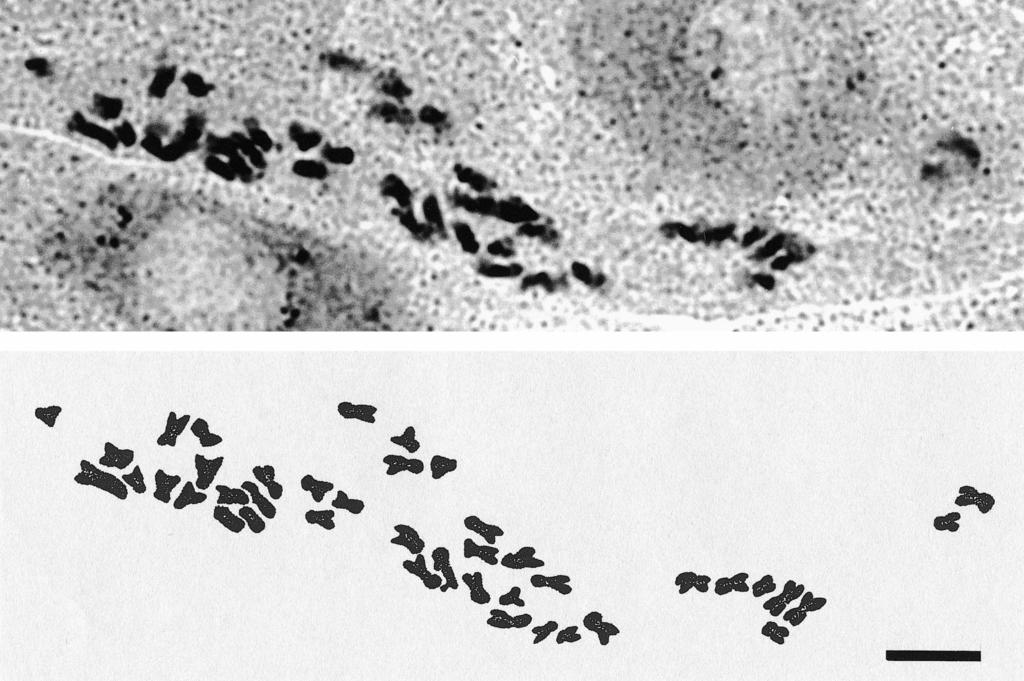 56 Novon Figure 3. Somatic chromosomes at metaphase of Potentilla polyphylloides. Upper: microphotograph of chromosomes. Lower: drawing based on photograph. Scale bar 5 m.