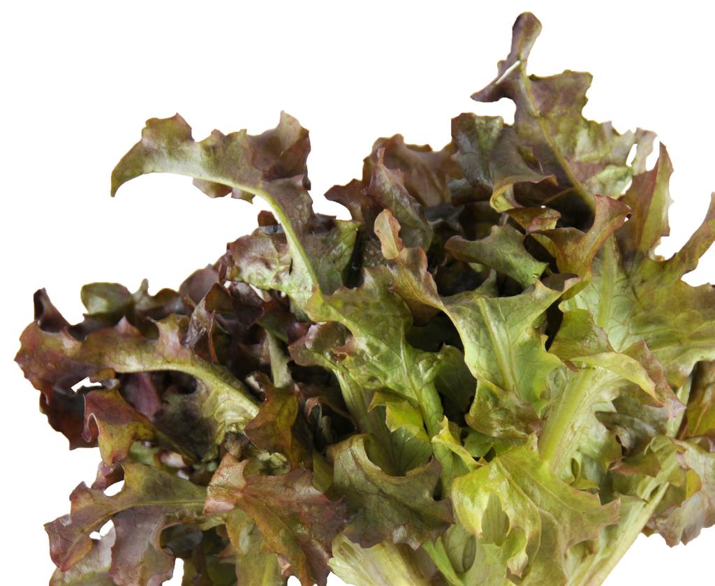 Petite Farm Stand Lettuces Heirloom Excitement, Gourmet Convenience These beautiful whole heads of organic heirloom lettuces are hand-packed moments after harvest in our protective, easy-to-store